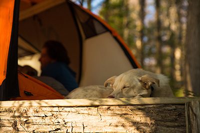 A white dog rests its head on a log while sleeping. A person sits in a tent behind the dog.