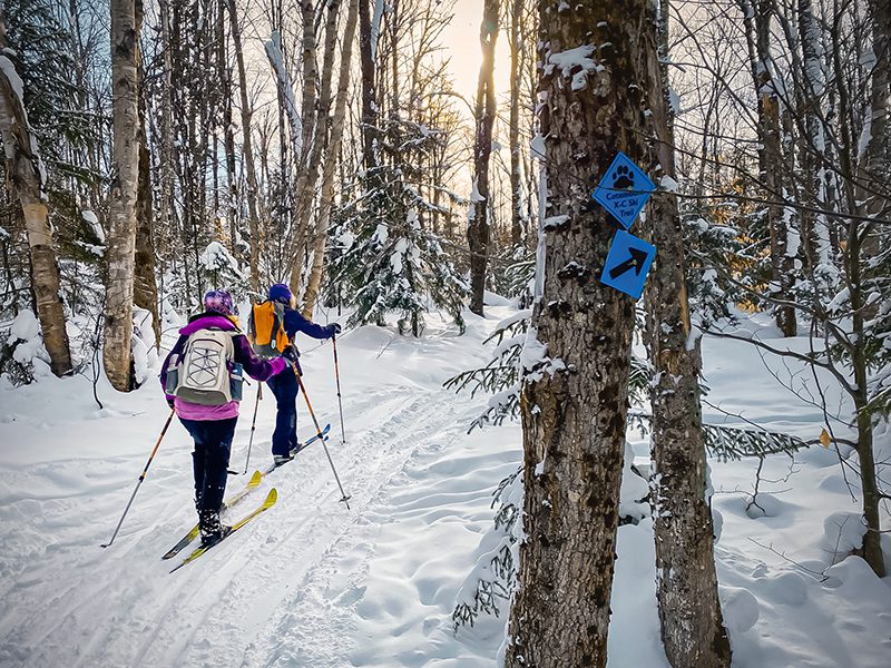 Two Nordic skiers with backpacks on follow the trail surrounded by snow on the trees. The sun beams through and a blue sign is hung on a tree marking Catamount X-C Ski Trail.