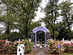 A purple arch with a sign reading Flavor Graveyard.