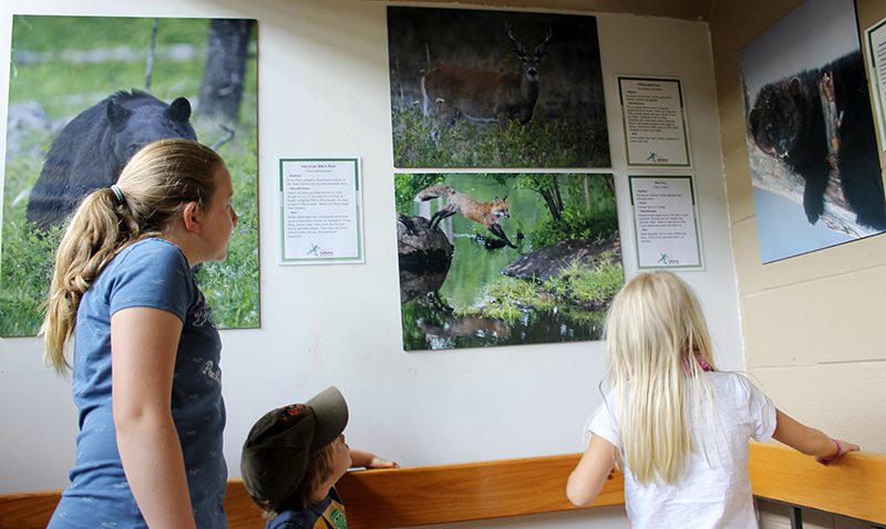 A group of children look at images of wildlife on a wall.