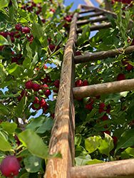 A close-up of a wood ladder resting on apple tree branches.