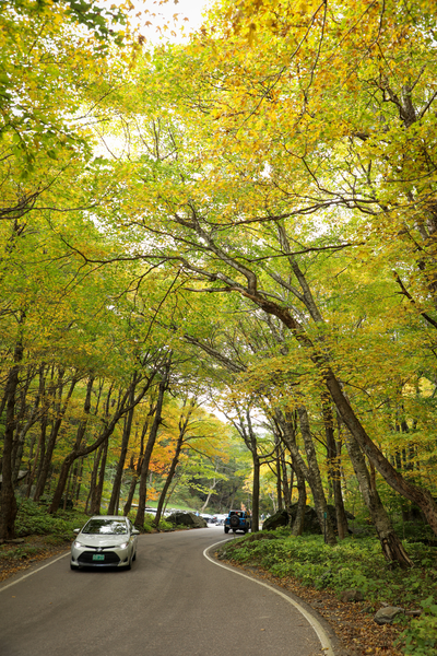A car drives toward the camera under a thick canopy of lush green trees with steep rocks on either side of the paved road.
