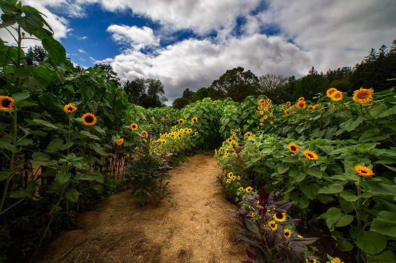 A field of sunflowers outside in late summer.