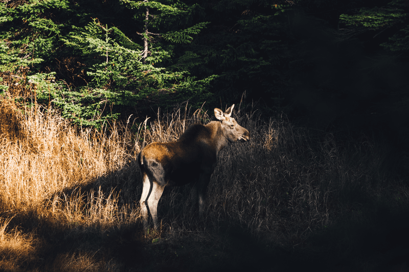 A juvenile moose outside in a marsh.