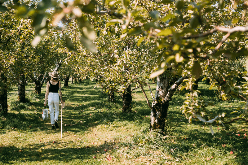 Seen from behind, a person walks through an apple orchard.