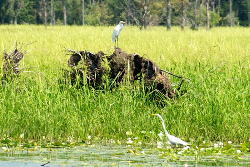 White birds swim amongst tall green grasses in a marshy area.