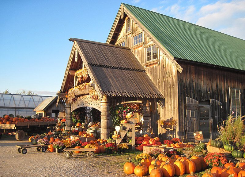 A large wooden building is surrounded by pumpkins in the fall.