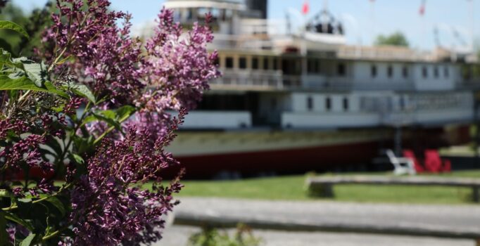 Lilacs are visible in front of a large white boat.