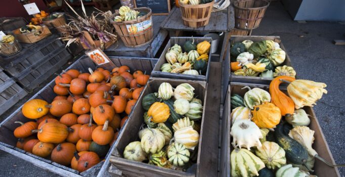 An array of pumpkins, gourds, and squashes are arranged in wooden boxes.