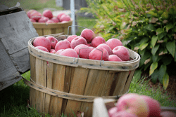 Red apples are stored in three wooden barrels.