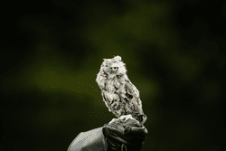 An owl rests on a perch.