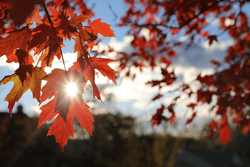 Seen from behind, the light from the sun shines through red maple leaves in the fall.