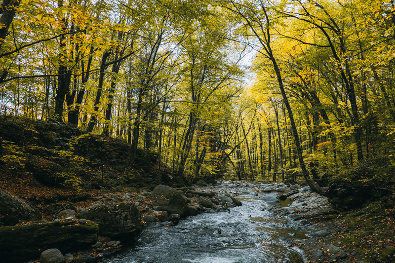 A shallow stream meanders through the trees in the fall.