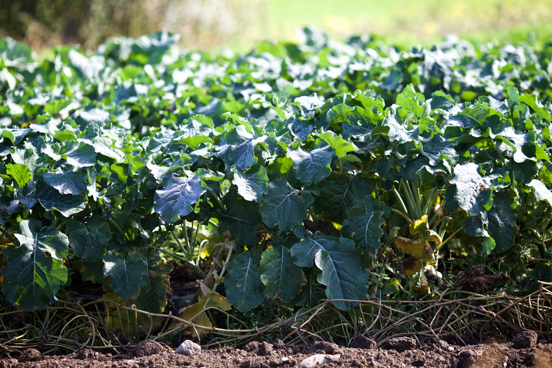 A field of turnips is seen on a sunny day.