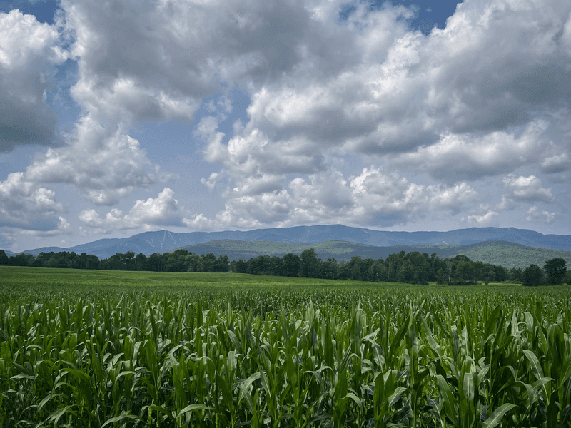 A large field of corn extends into the distance, framed by mountains on a summer day.