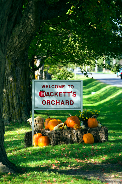 a sign that reads Welcome to Hacketts Orchard on a grass field with pumpkins and a tree