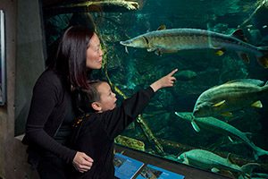 An adult and child look into a tank at fish.