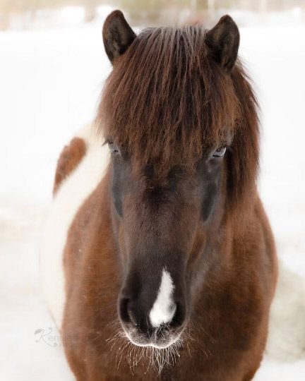 A brown Icelandic horse in the snow.