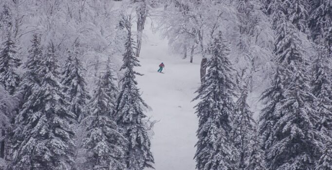A person skis downhill as they're surrounded by snow covered trees.