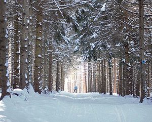 Seen from afar, a person skate skis along a snowy trail, surrounded by pine trees.