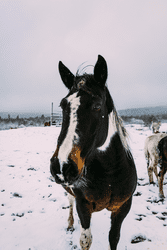 A dark colored horse in the snow.