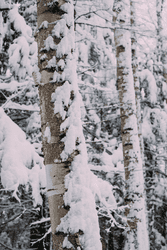 Snow clings to the sides of birch trees in the woods.