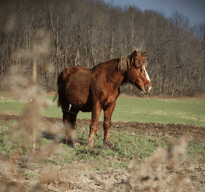 A brown horse stands in a green field on a spring day.