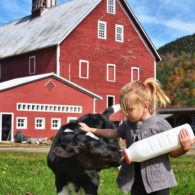 A young girl in a gray sweater feeds a black and white calf from a bottle in front of a red barn surrounded by green grass and autumn trees.
