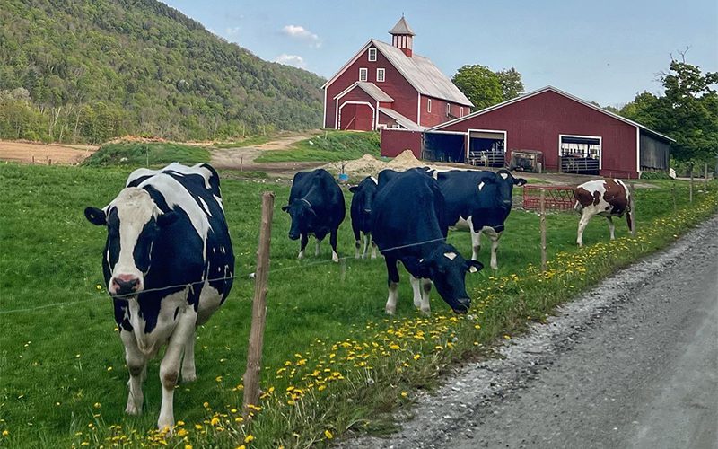 A herd of black-and-white cows grazes beside a dirt road, with a red barn and green hills in the background under a clear blue sky.