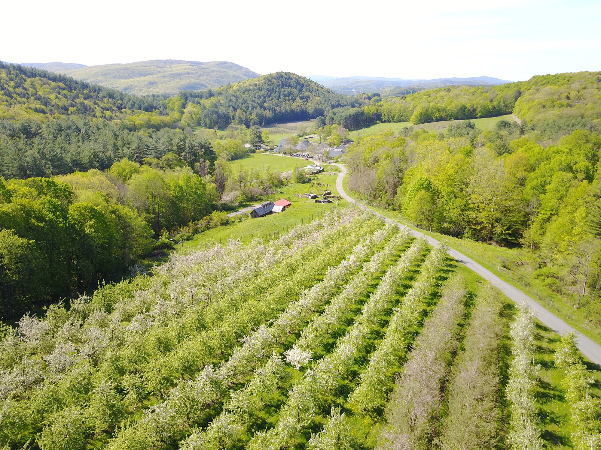 Seen from above, an apple orchard in spring with green leaves visible on trees and a barn in the back.