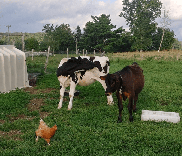 Two cows on grass: a black and white one with a black cat on its back, and a brown one. Background of trees and a cloudy sky. Peaceful, rural scene.