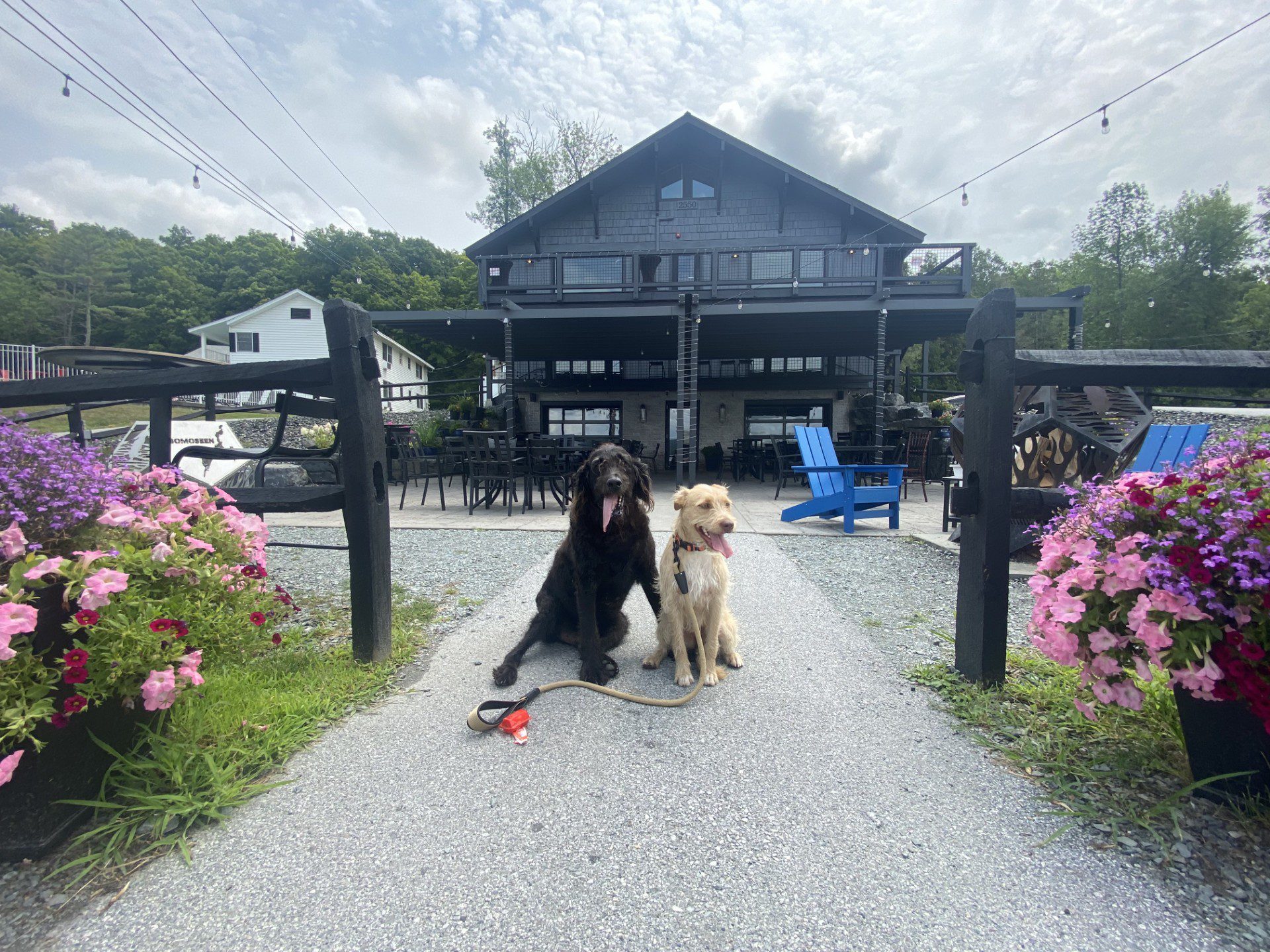 A black dog and a tan dog on a patio.