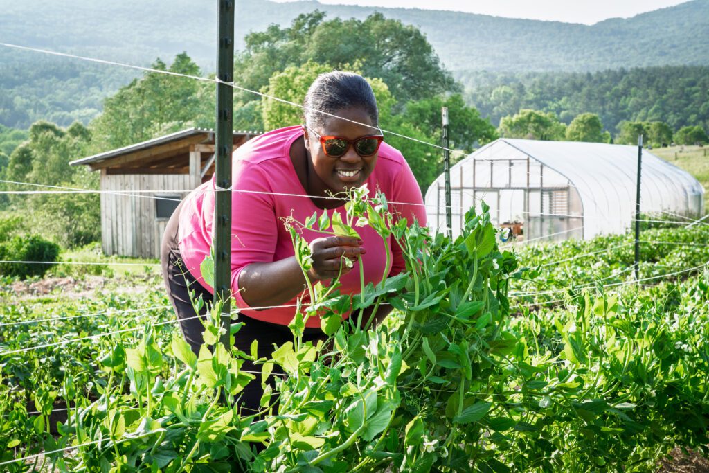 A woman looks closely at a pea plant on a farm in Vermont.