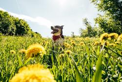 A dog among yellow flowers.
