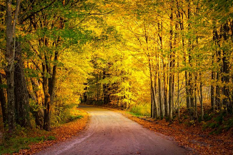 A road stretches ahead under a canopy of bright yellow leaves in a forest during the fall.