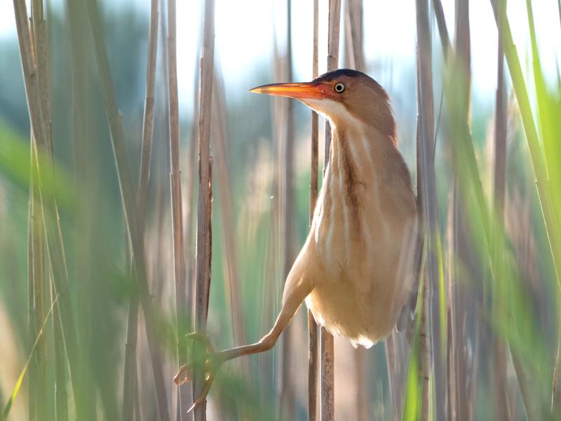 A bird perched on tall grass.