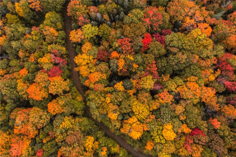 Seen from above, trees in the early stages of turning red, yellow, and orange in the fall.