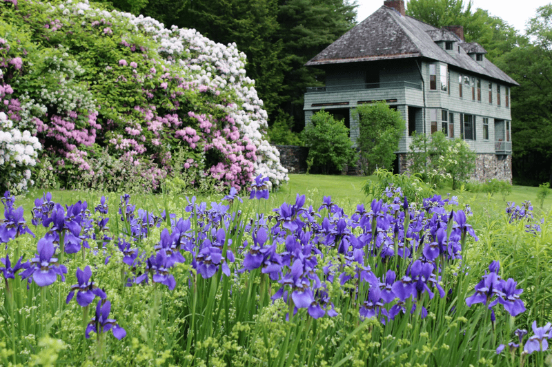 Flowers in the yard of a historic house.