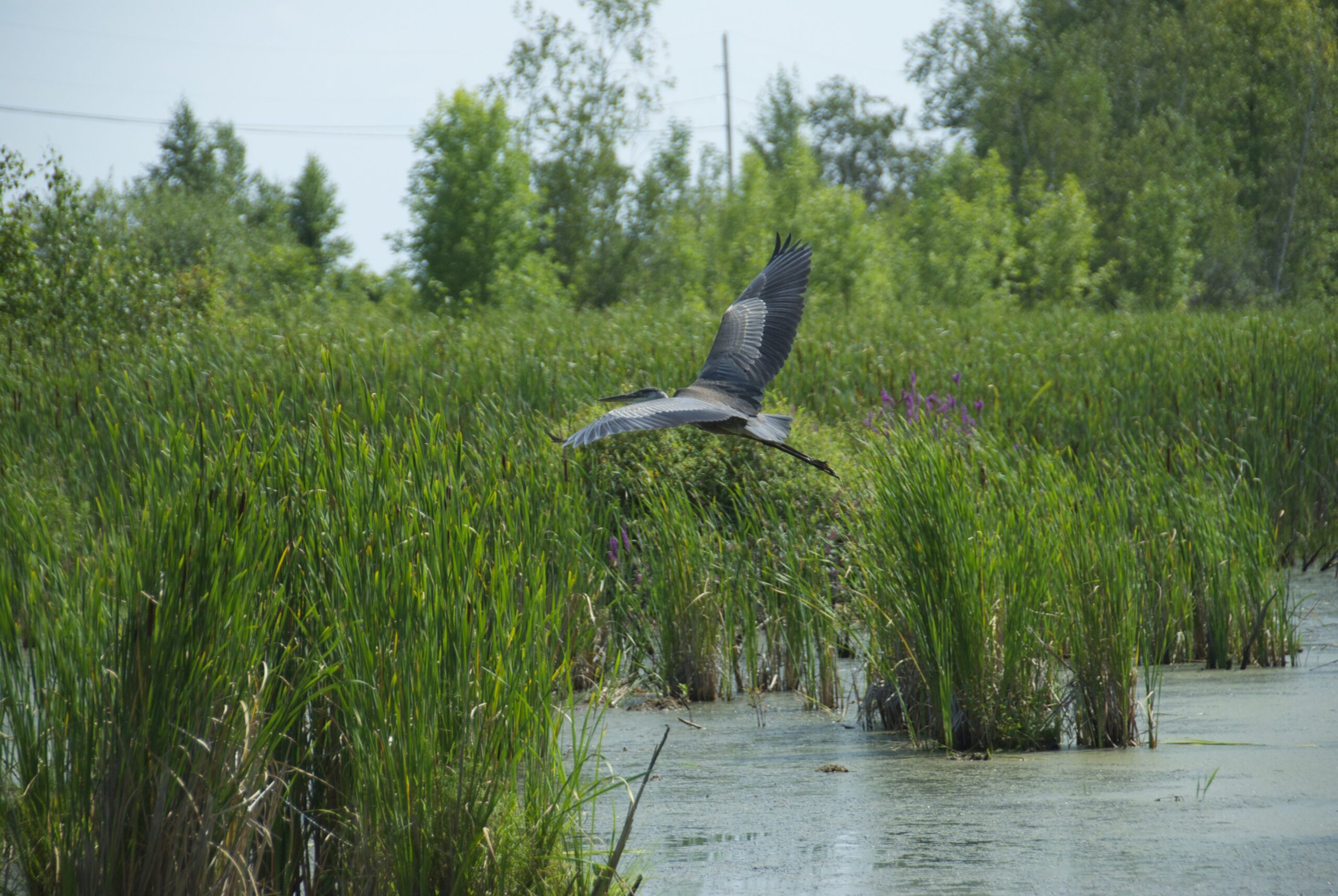 A great blue heron takes flight in a marsh in Vermont.