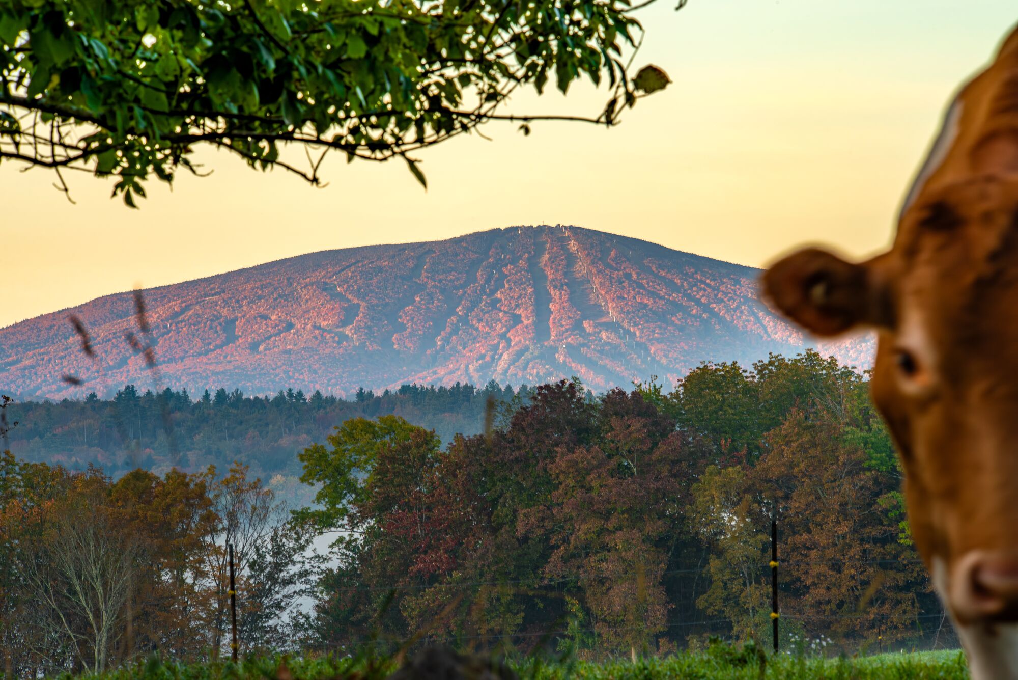 A cow in front of a mountain in Vermont.