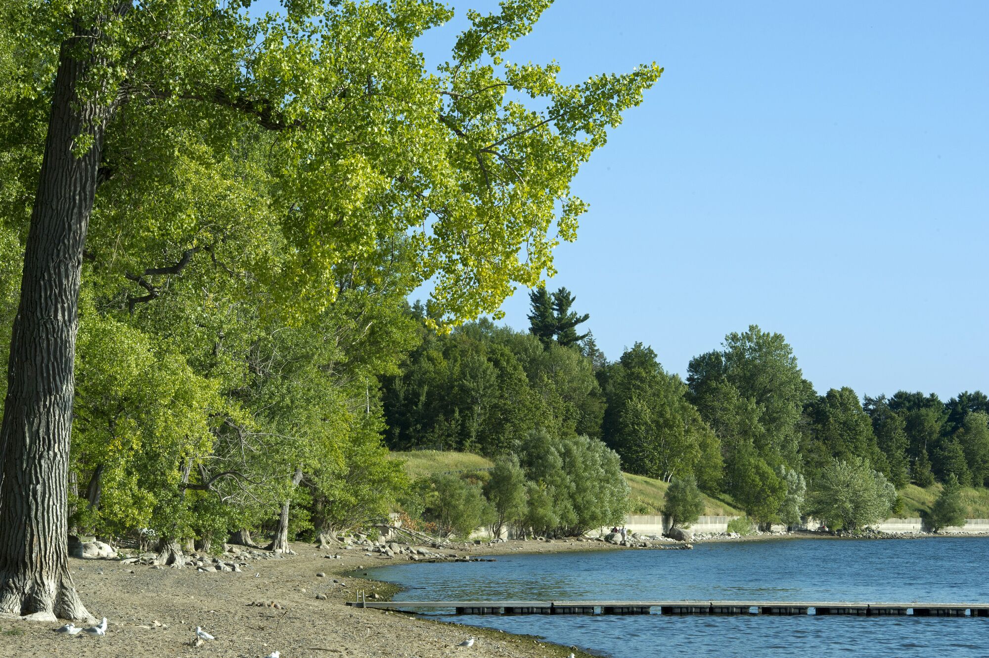 Trees along a lakefront in Vermont.