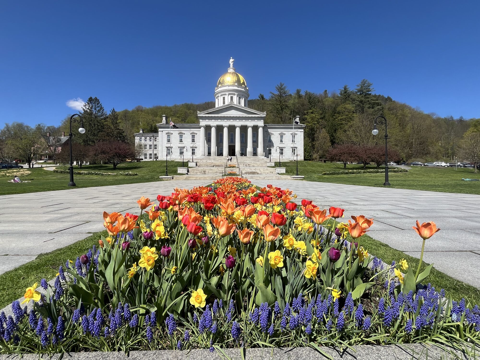 Tulips on the lawn of a state capitol building in Vermont.