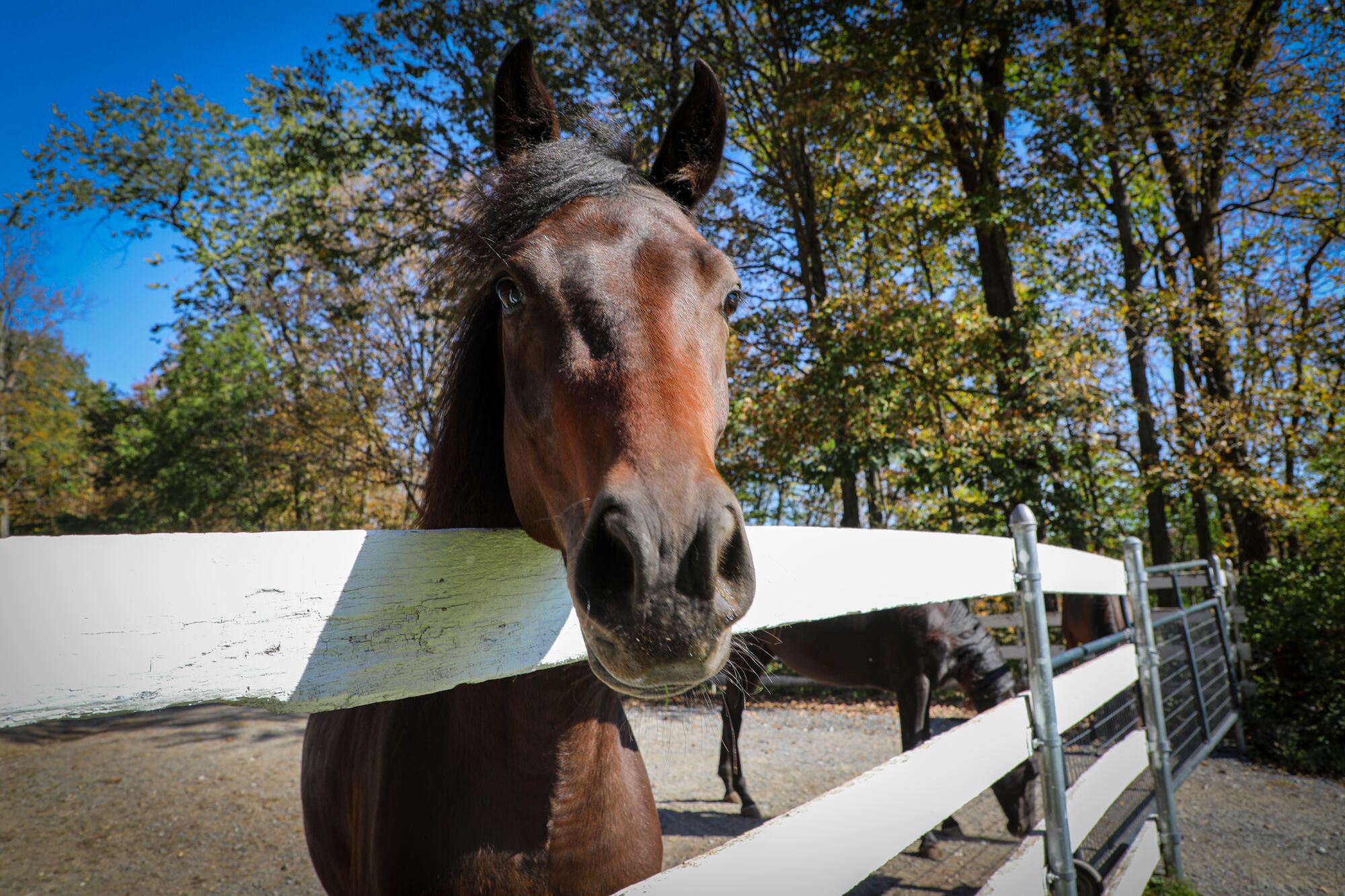 A horse looks over a fence.