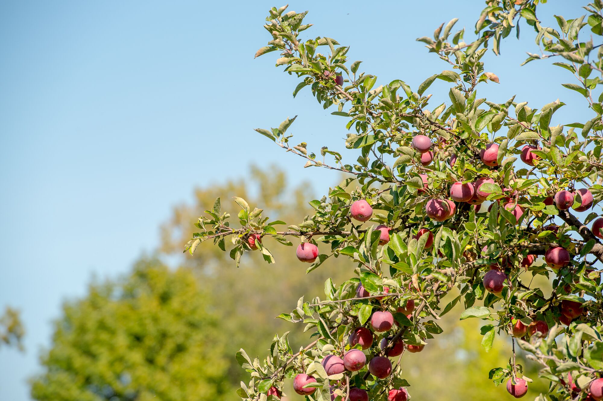 An apple tree in Vermont.