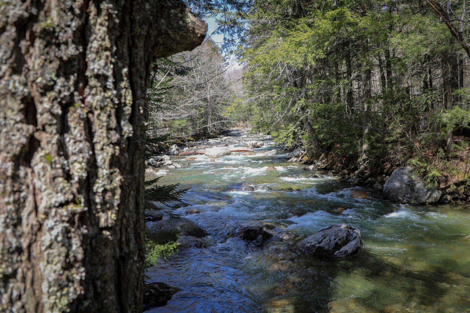 A river runs through a forest in Vermont.