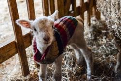 A young lamb wearing a knit wool sweater in Vermont.