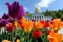 Tulips in front of a state capitol building in Verment.