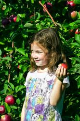 A child holds an apple in Vermont.