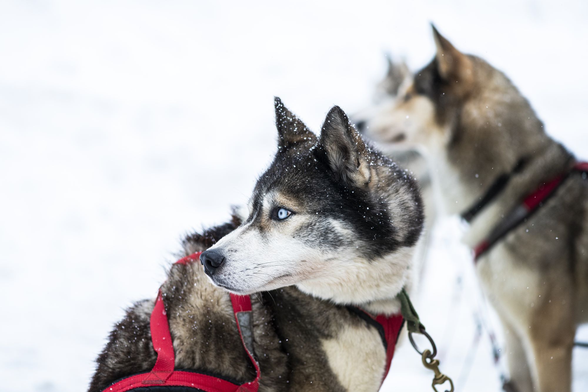 Experience Winter Wonderland on Dogsled | Vermont Tourism