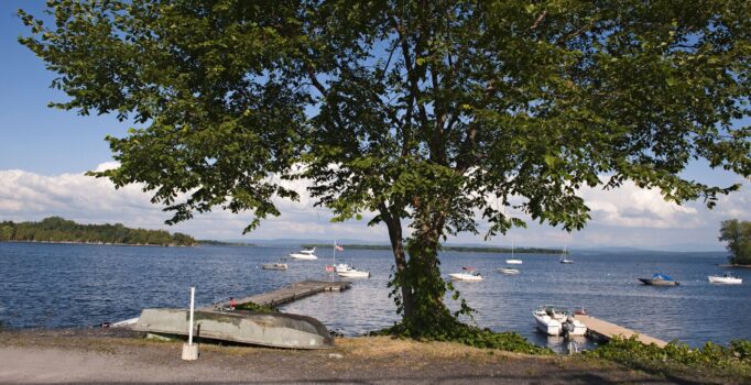 A waterfront view with a large tree in the middle.
